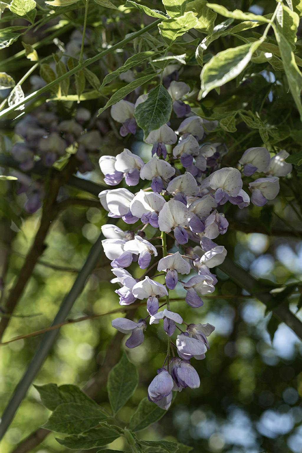 Wisteria Sinensis Wisteria Sinensis