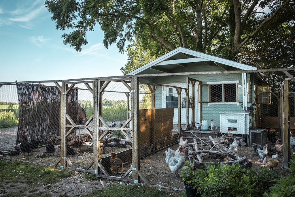 Have med stort hønsehus