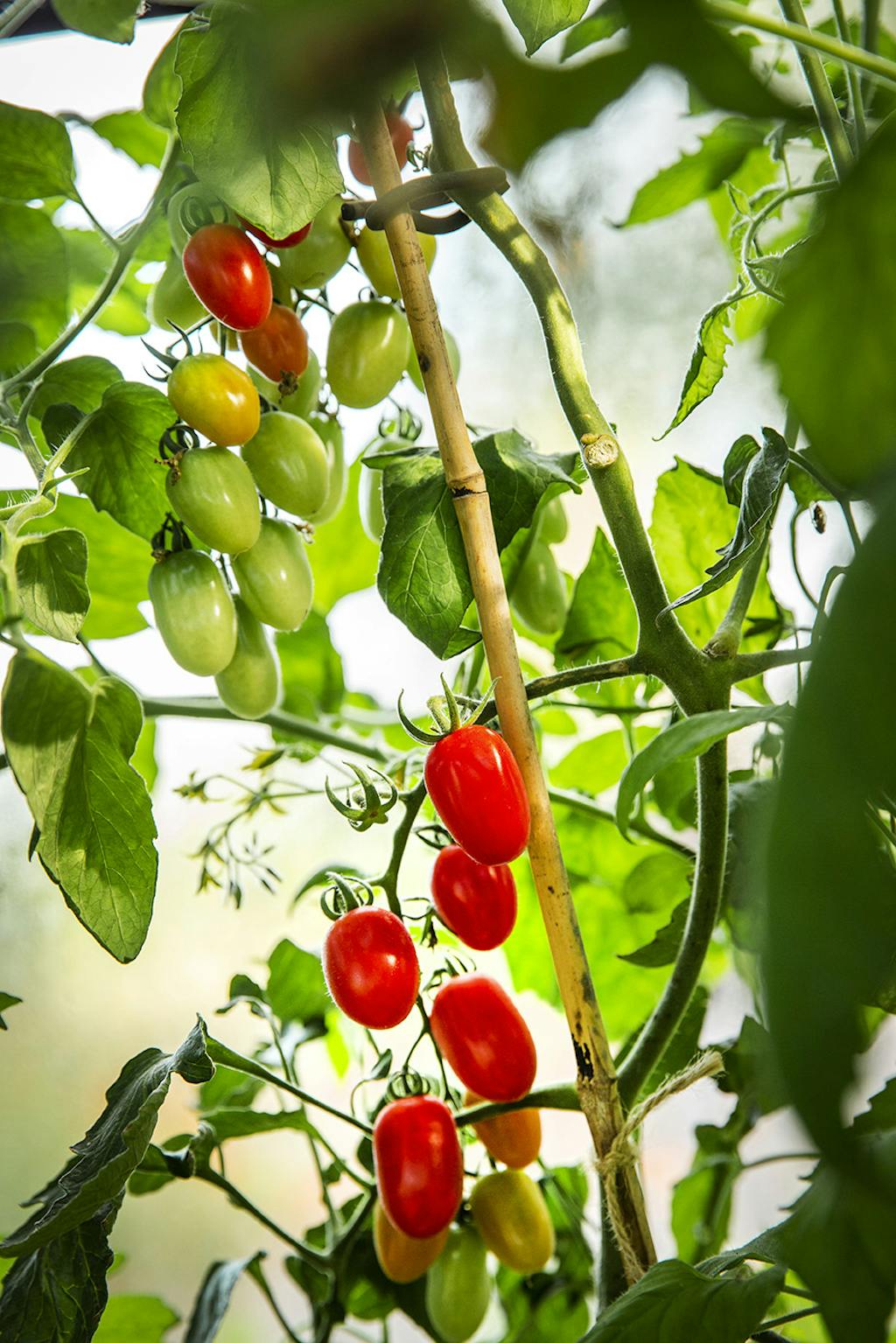 Tomater i mange farver og former