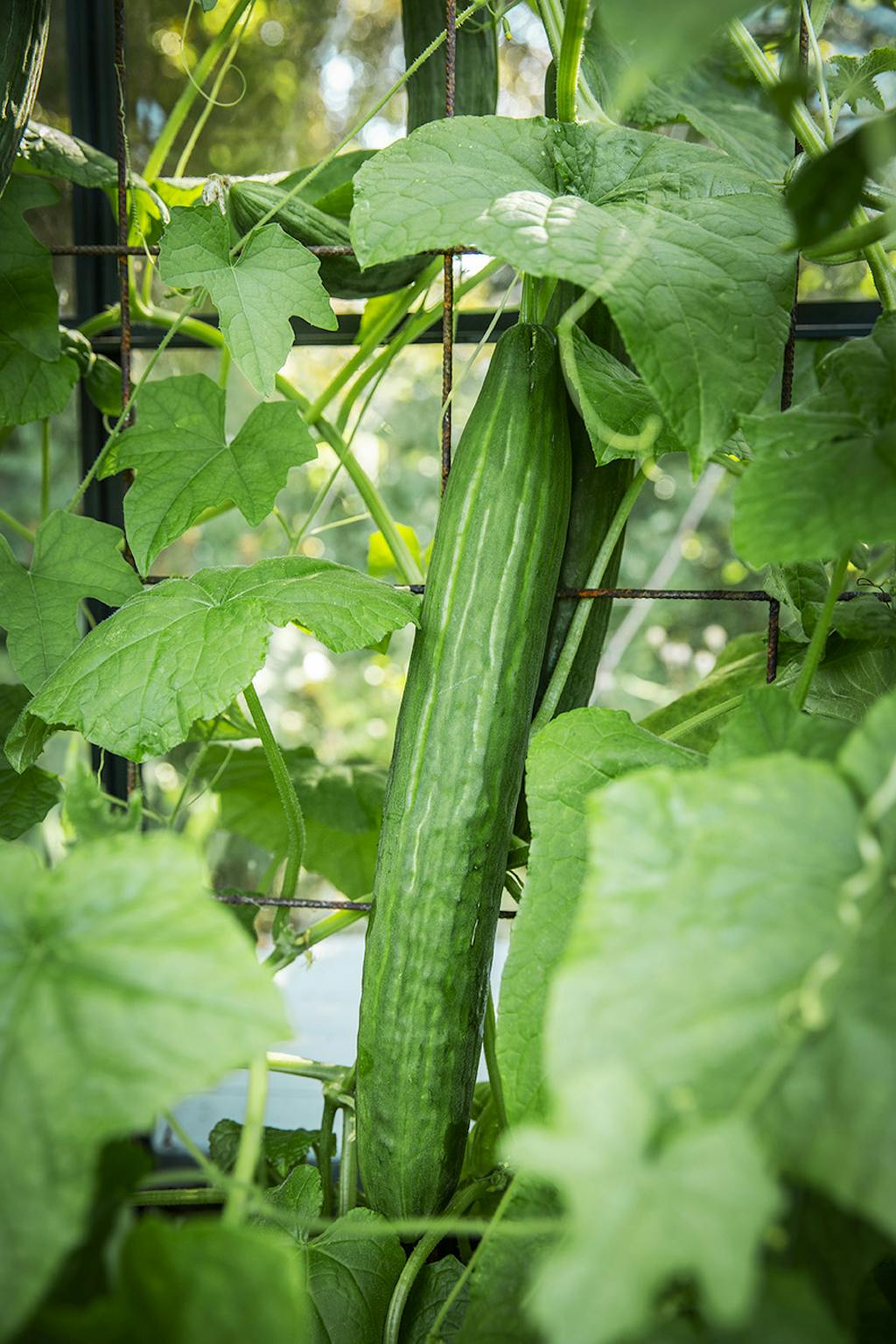 Agurker av sorten ‘Marketmore’