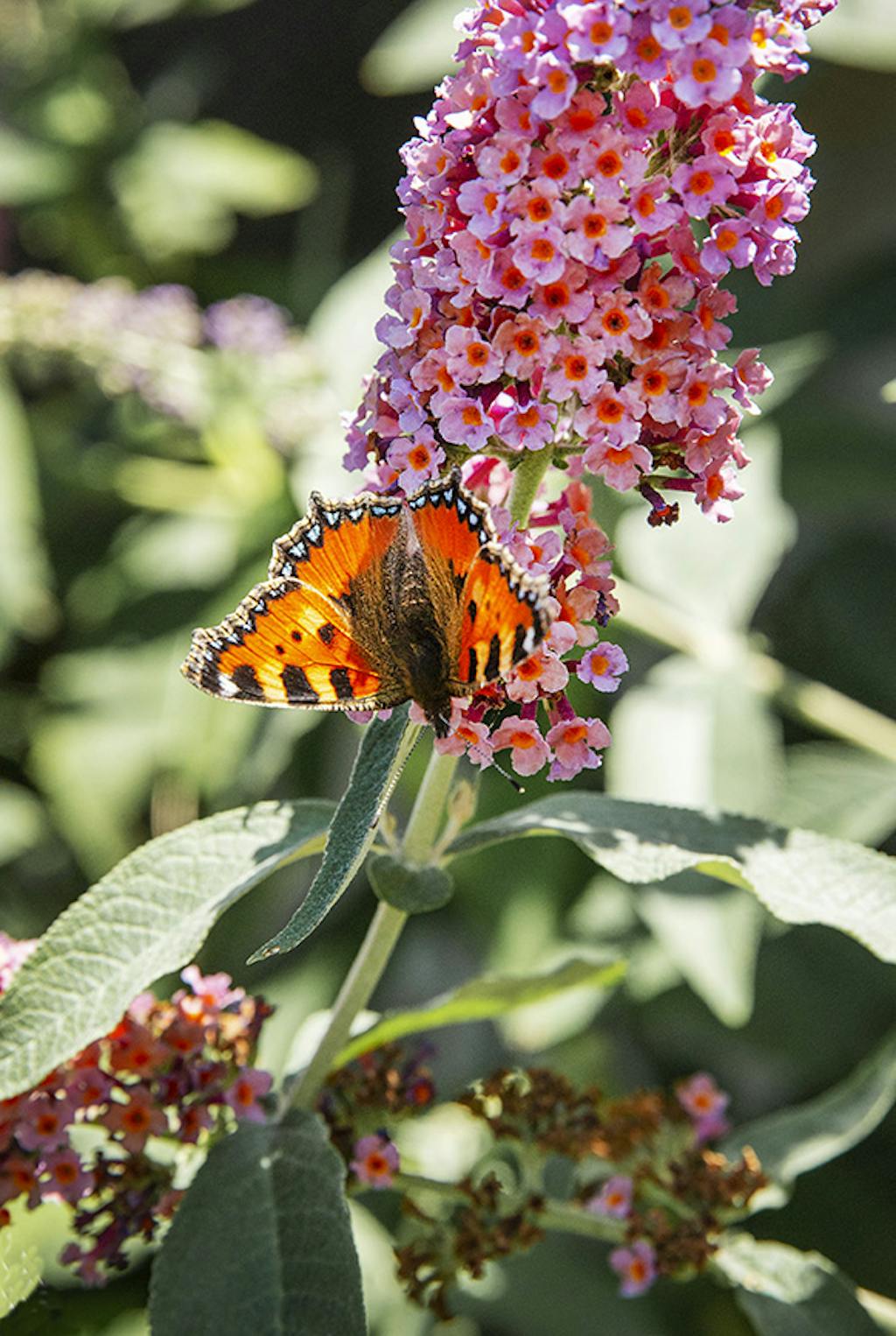 Sommerblomster i mange farver