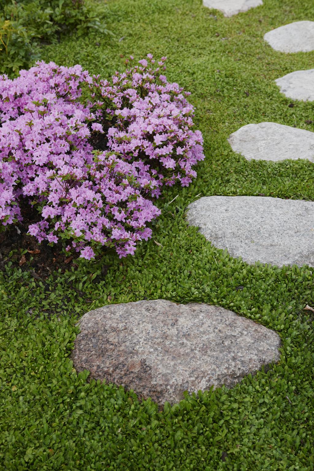 Terrasse med festspill i lilla og rødt