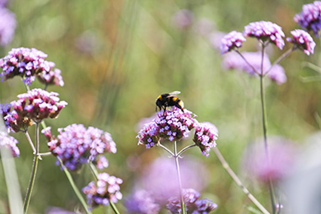 Lilla blomster med bi