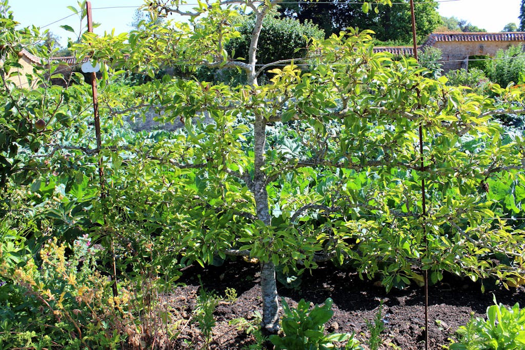 Fritstående espalier