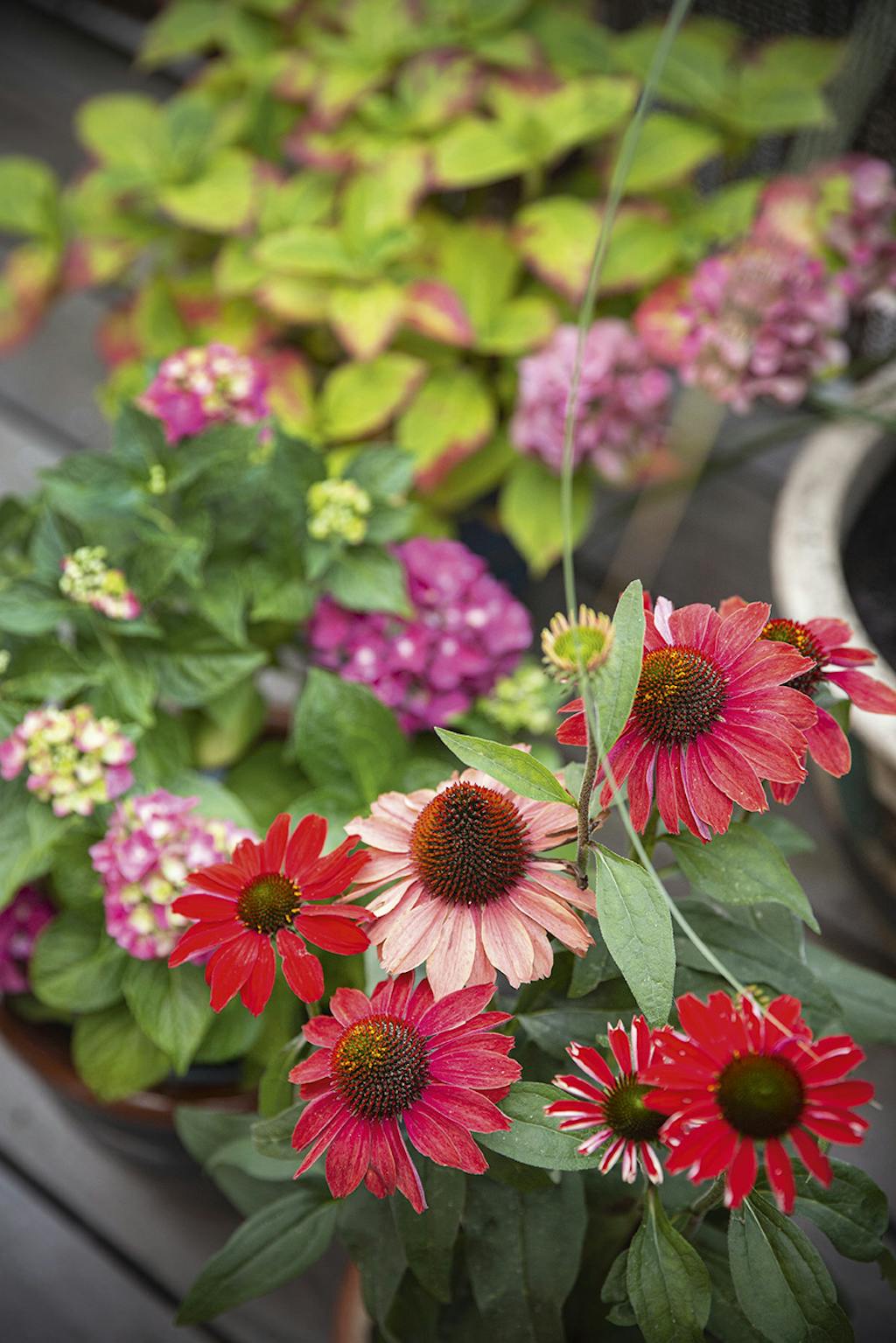 Purpursolhat på altan