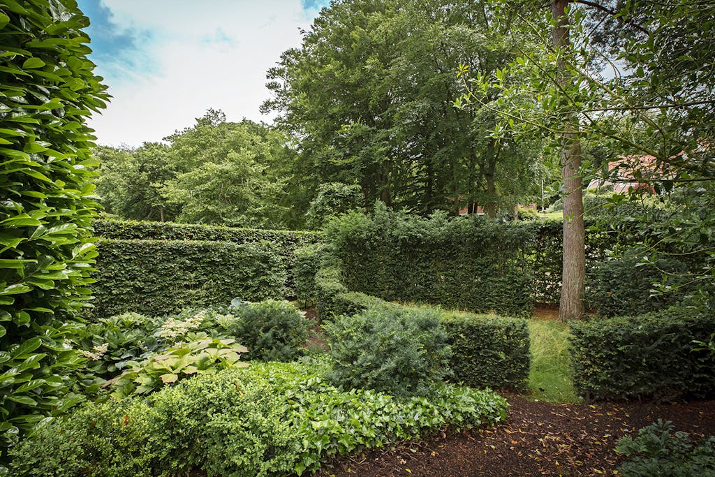 Hække og store træer
