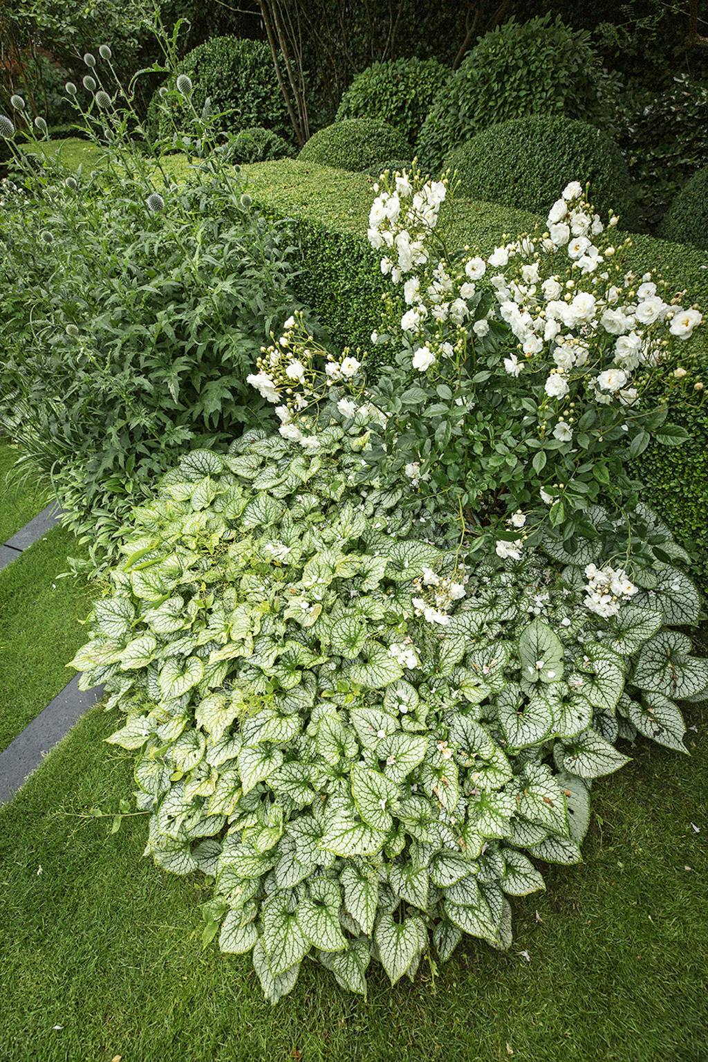 Hvide roser og grønne planter