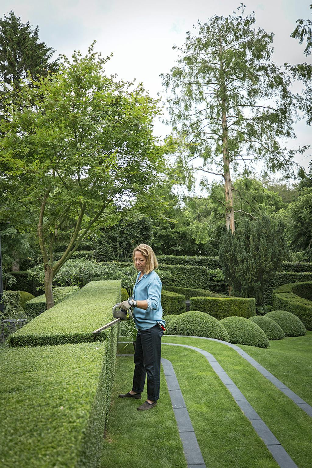 Buksbomhæk i grøn have