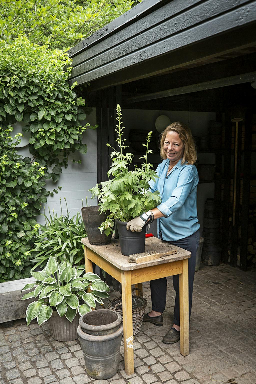 Plantning af hvid Delphinium