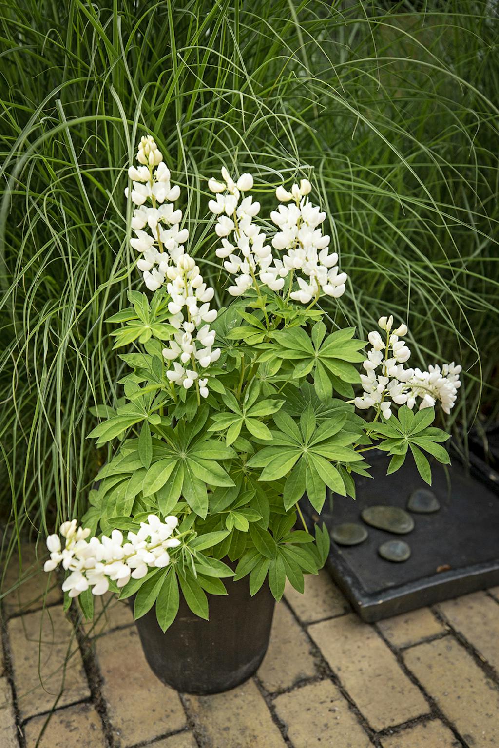 Hvid lupin i sort krukke