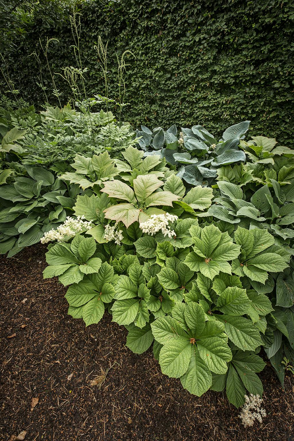 Bronzeblad, hosta og sølvlys