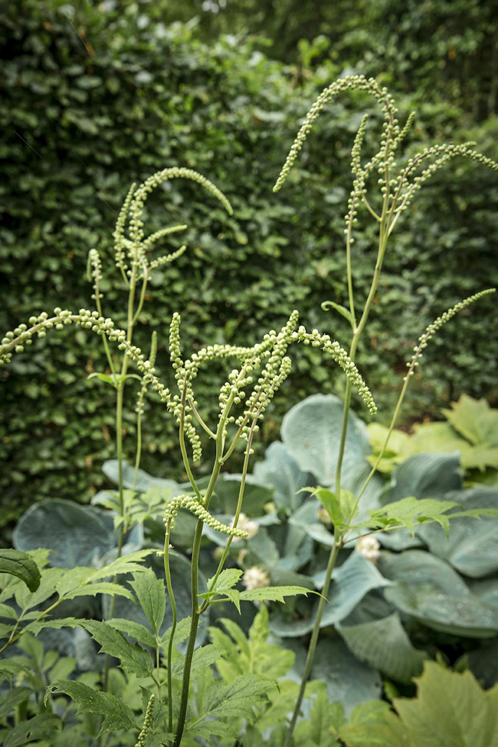 Sølvlys, Cimicifuga racemosa