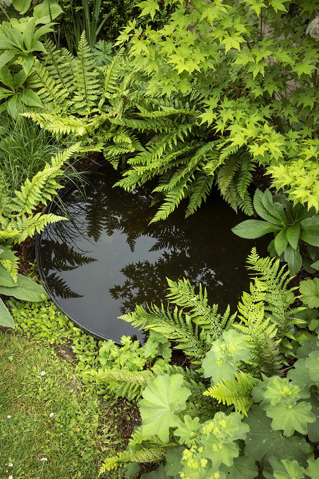 Vandspejl med insekter, tudser og fugle Vandspejl med insekter, tudser og fugle