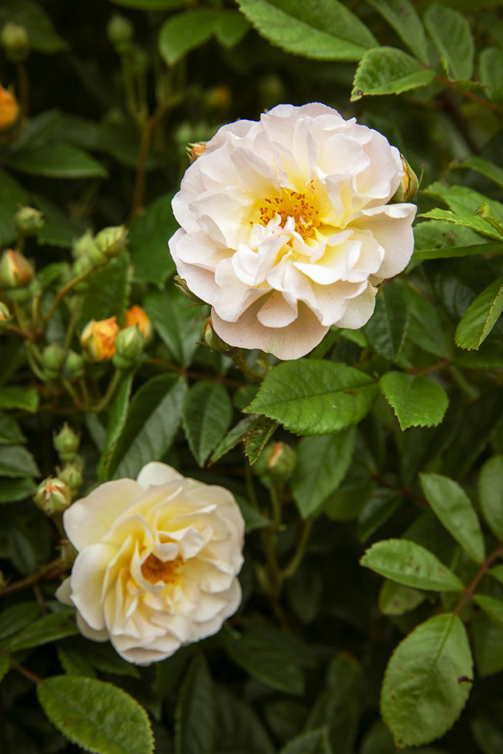 Ghislaine de Feligonde Ghislaine de Feligonde