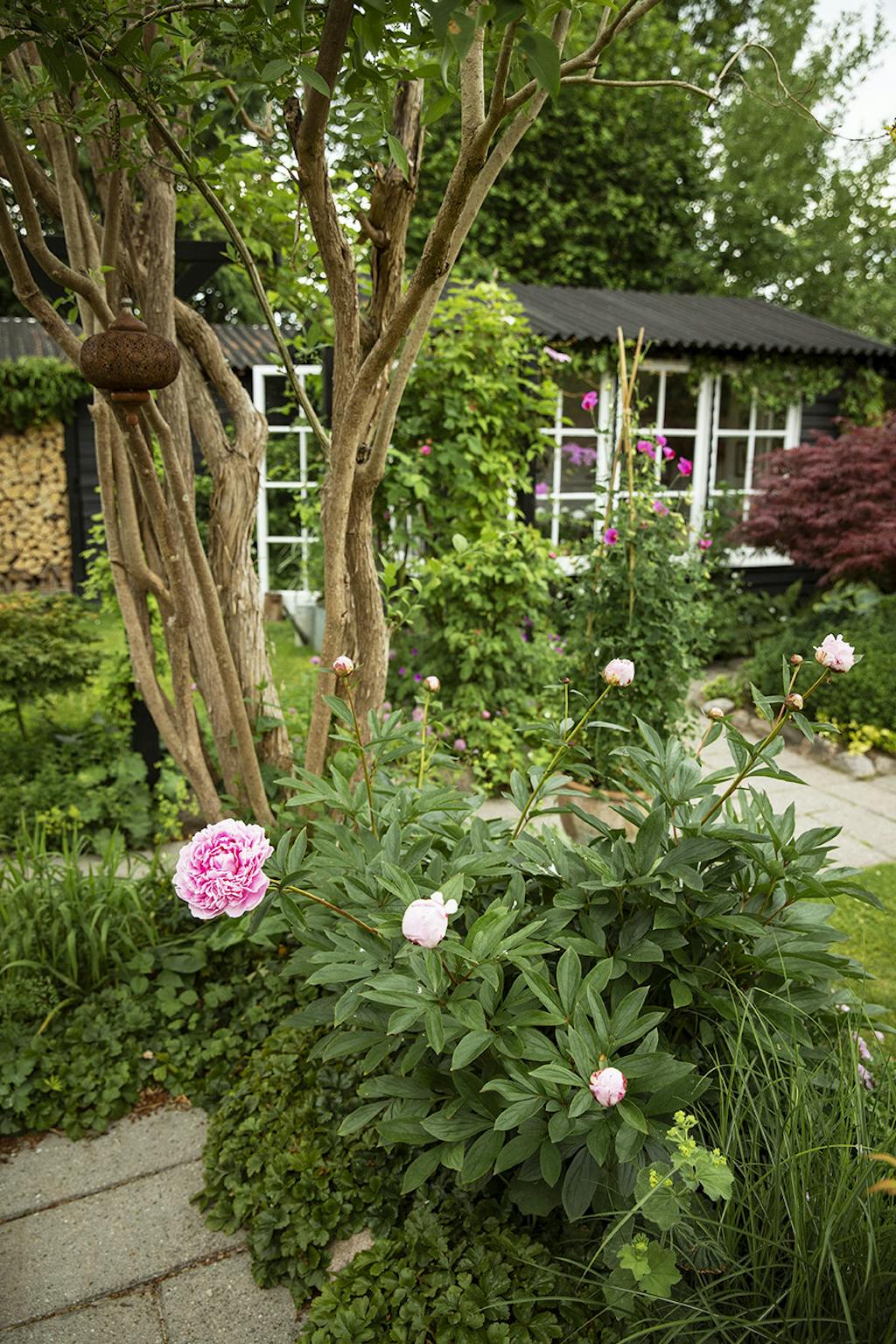 Syren plante Syren plante