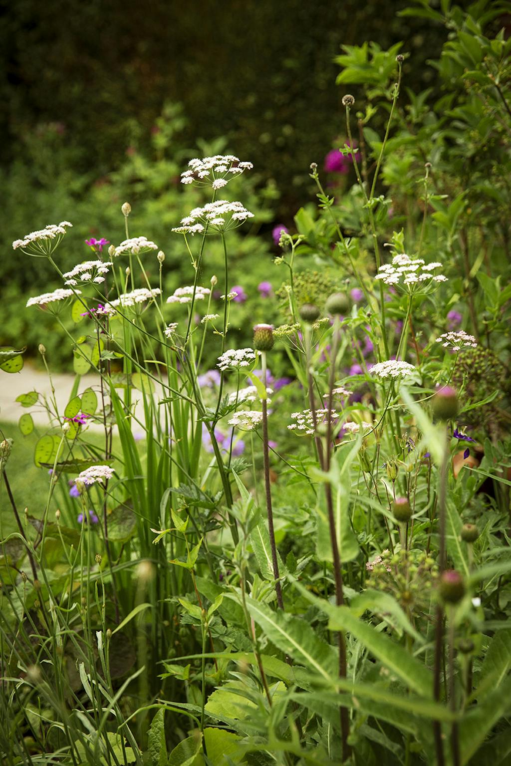 Bed med grøftekantsagtigt udtryk Bed med grøftekantsagtigt udtryk