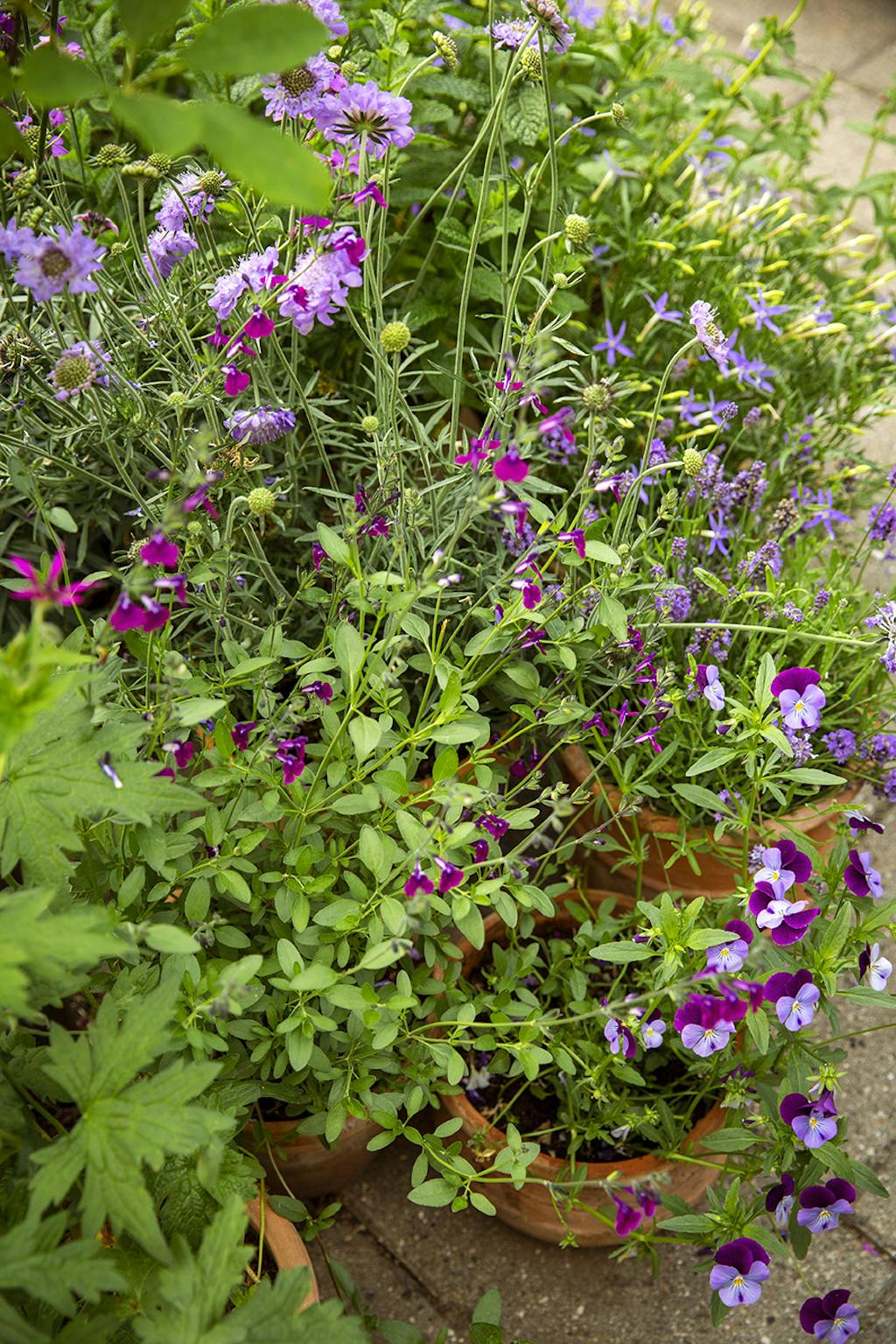 Krukkehave Krukkehave