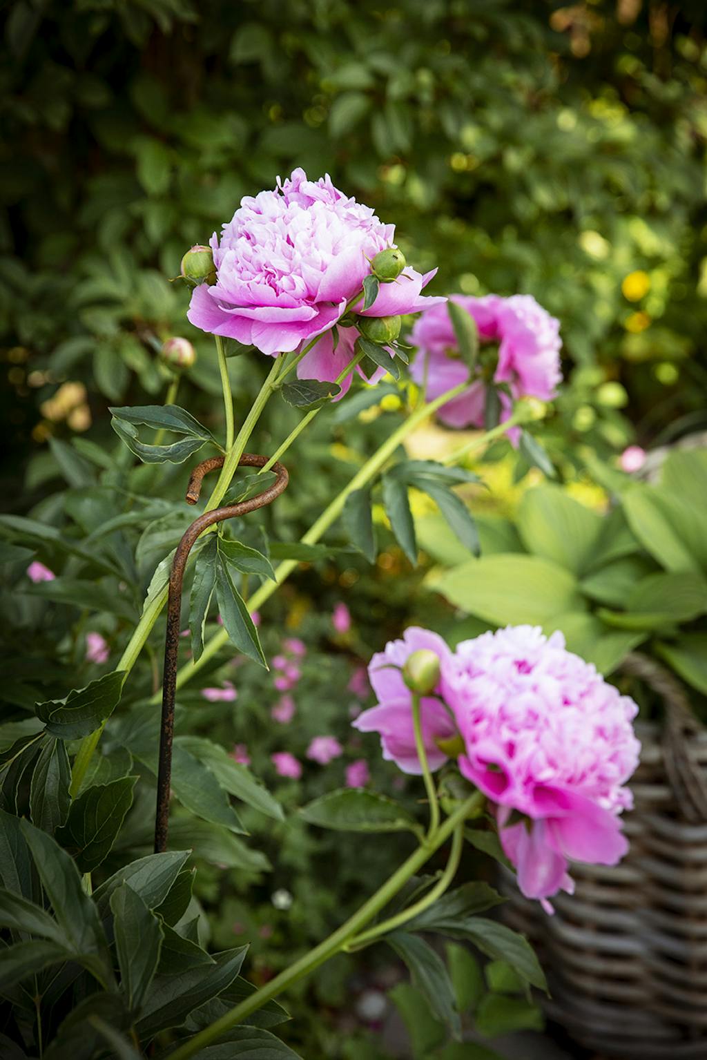 Sarah Bernhardt Sarah Bernhardt