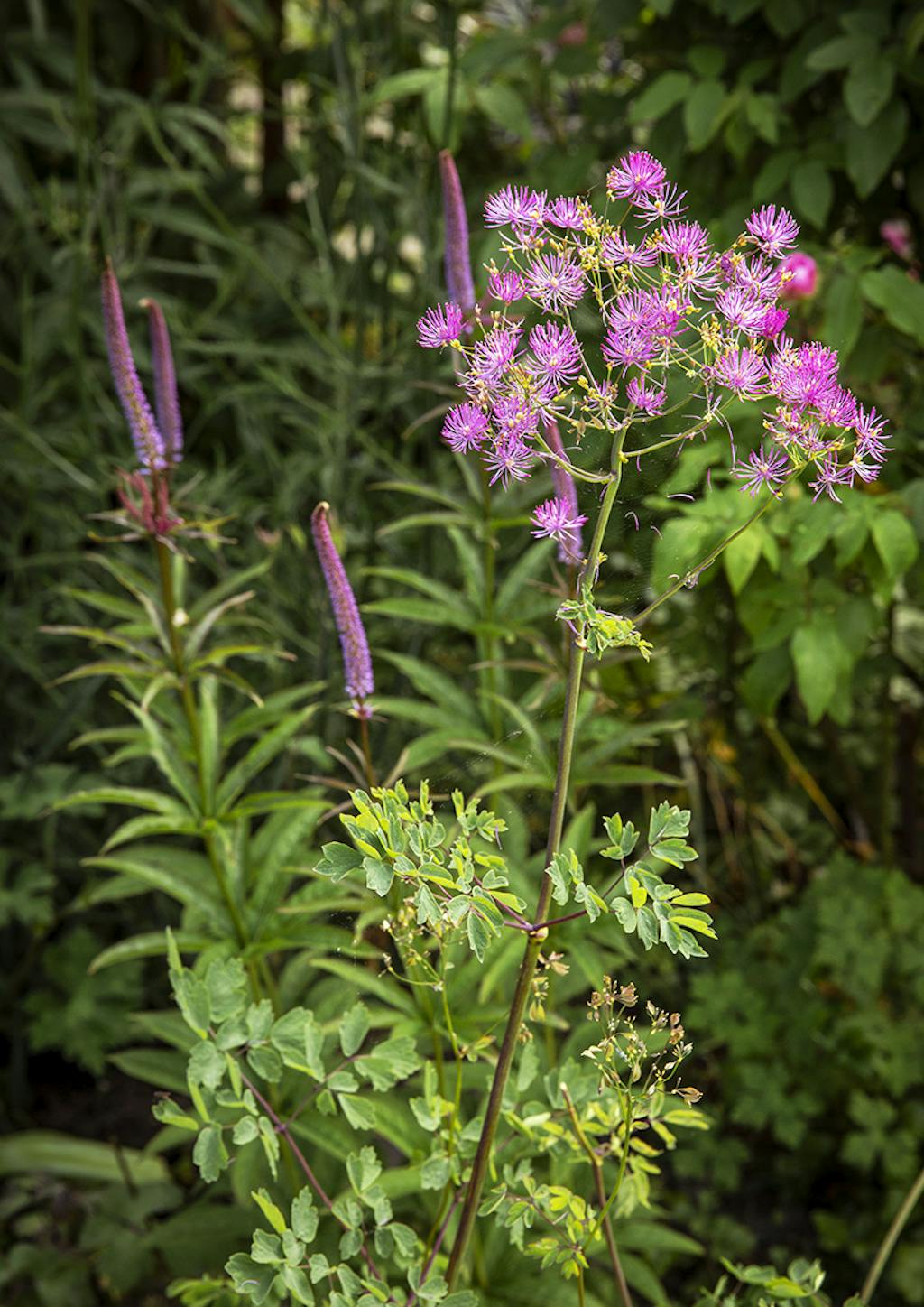 Elegant blomsterkombination Elegant blomsterkombination