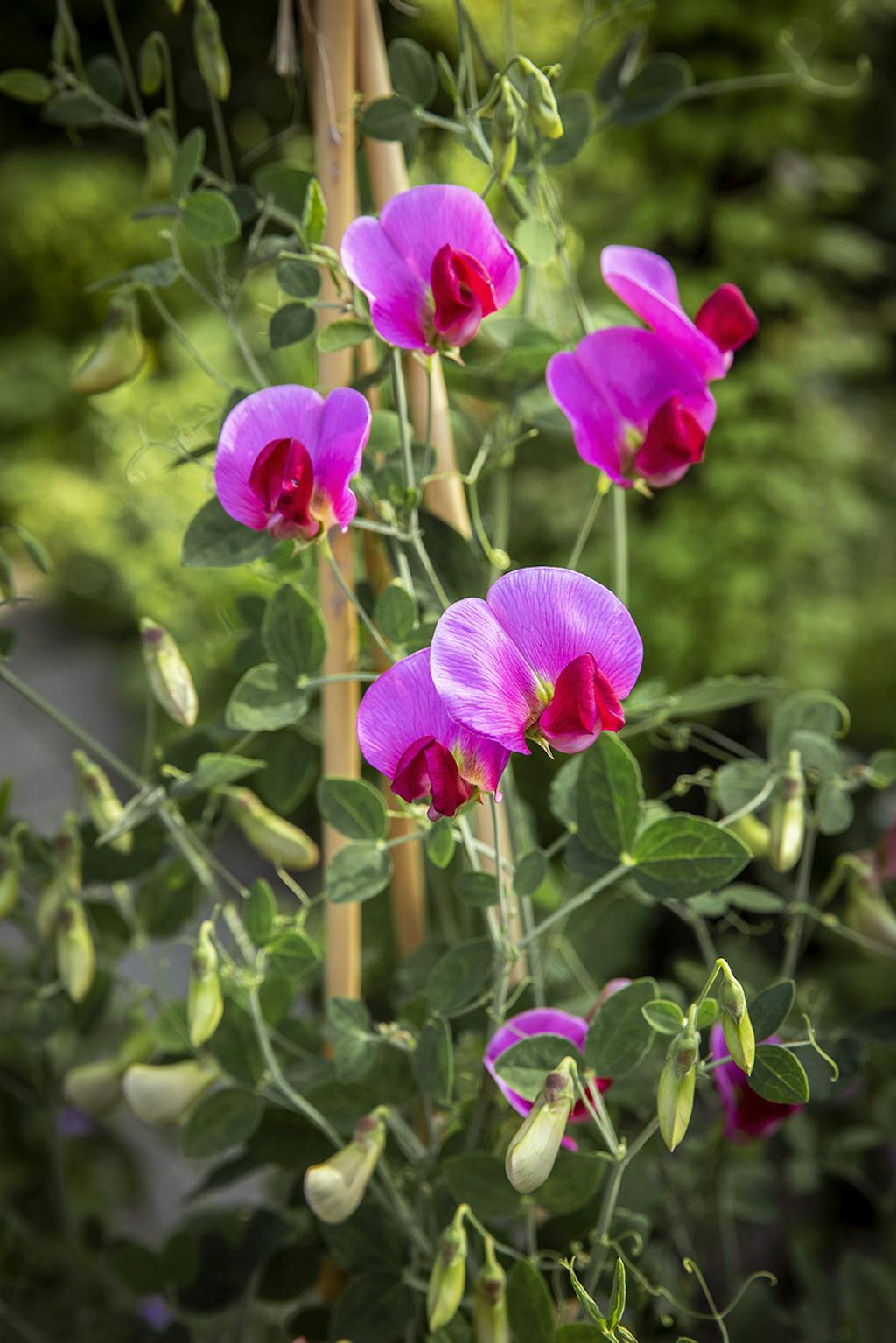 Ærteblomster Ærteblomster