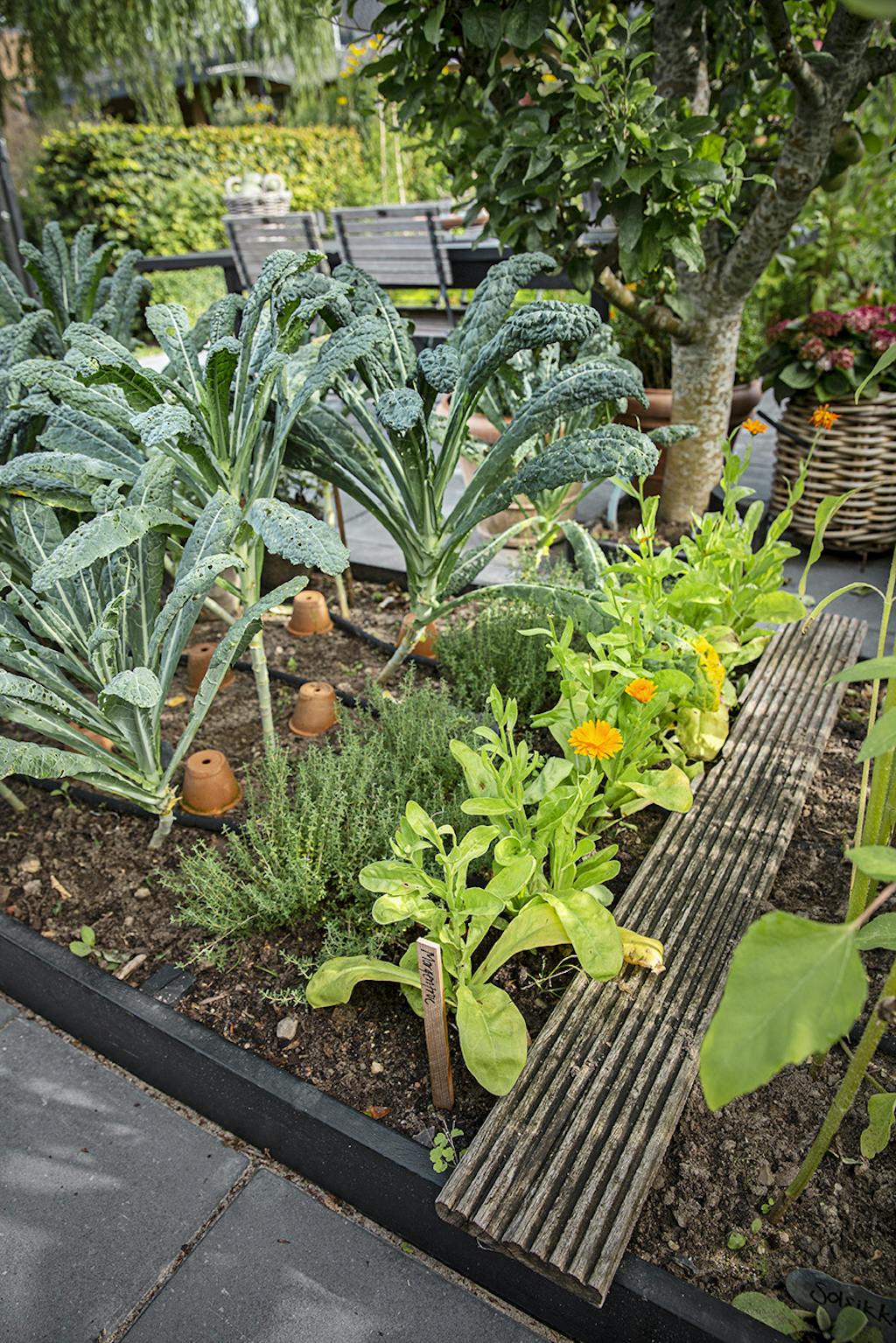 Bedene i køkkenhaven Bedene i køkkenhaven