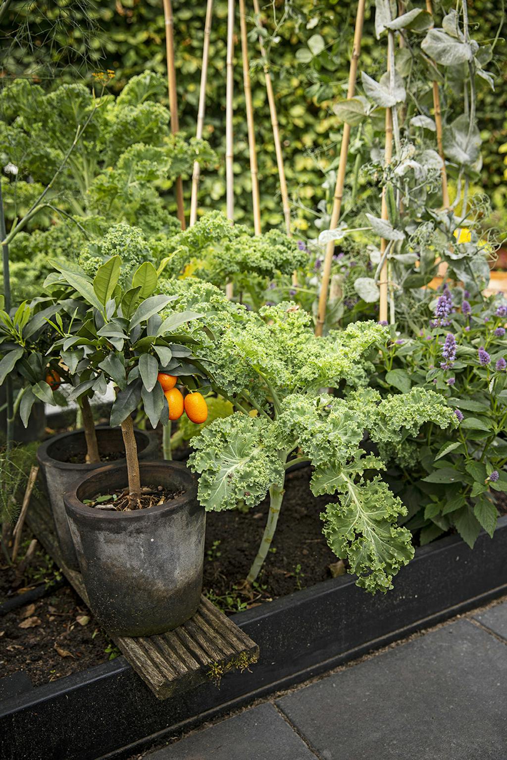 Kål, indianermynte og ærter Kål, indianermynte og ærter