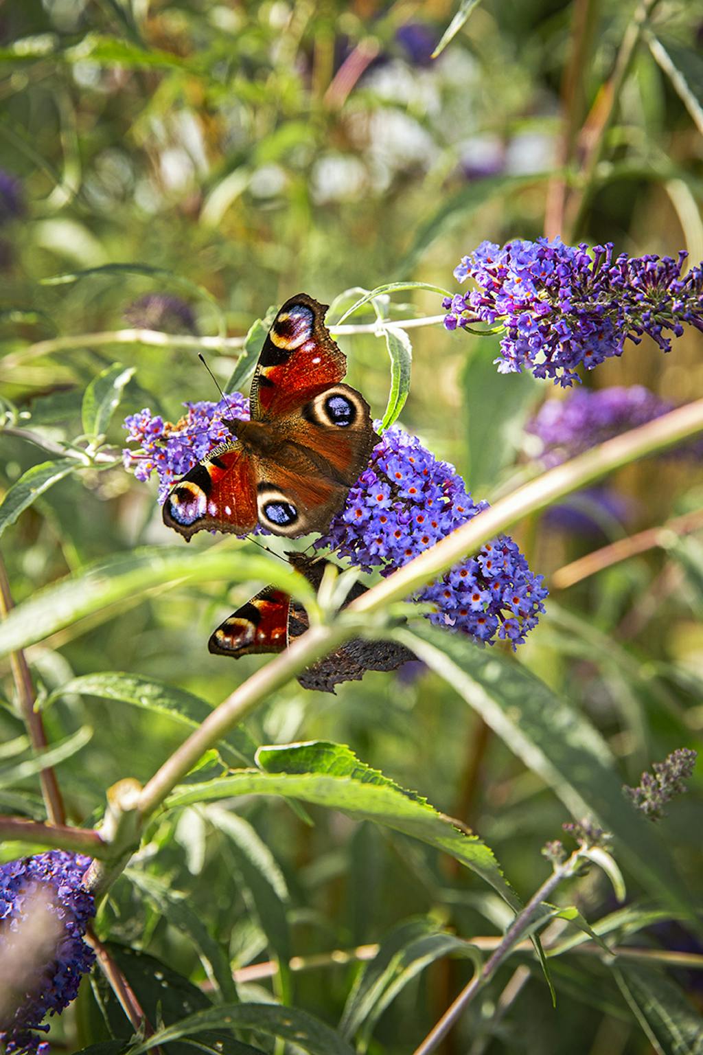 Dagpåfuglesommerfugl Dagpåfuglesommerfugl