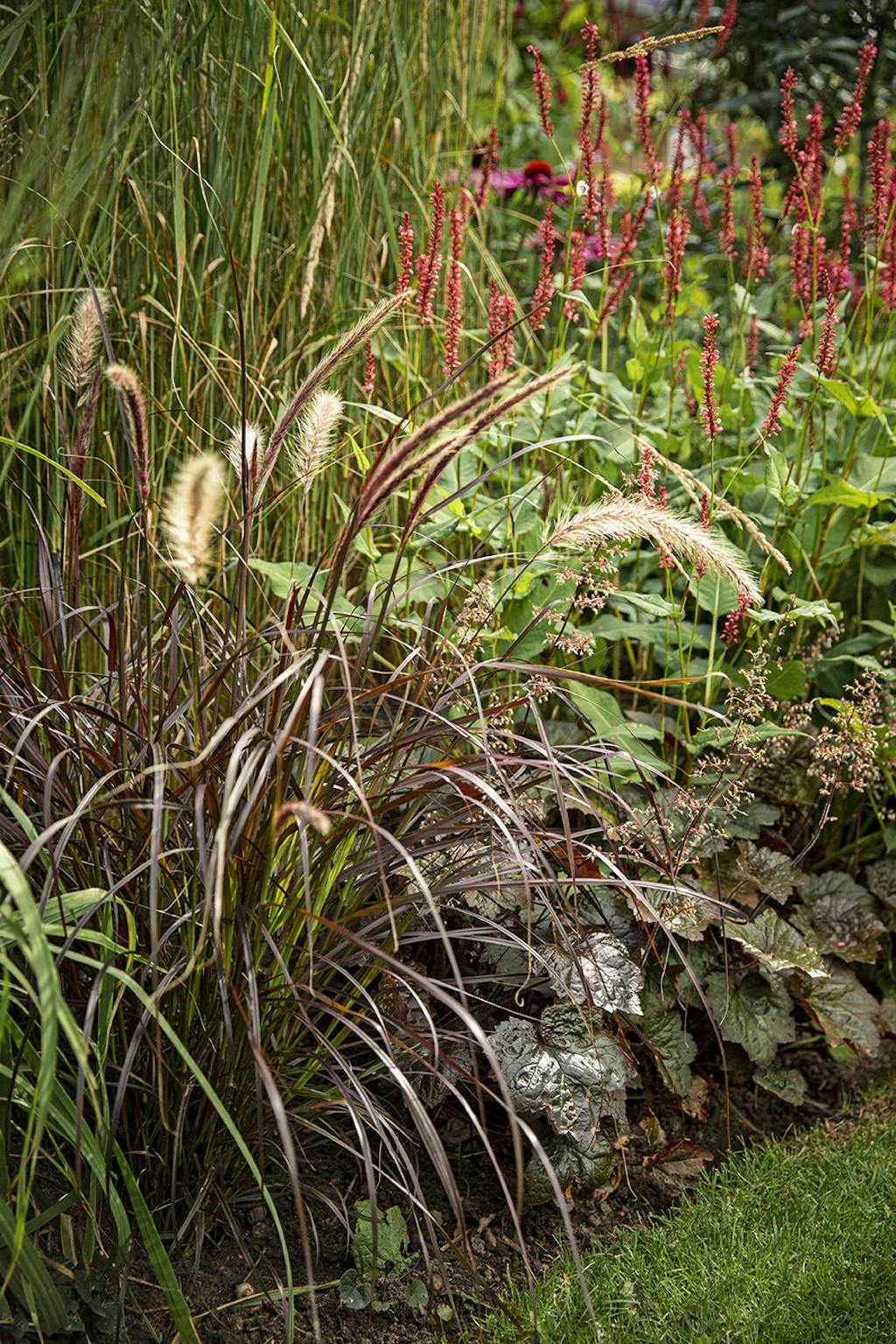 Sommerblomster Sommerblomster