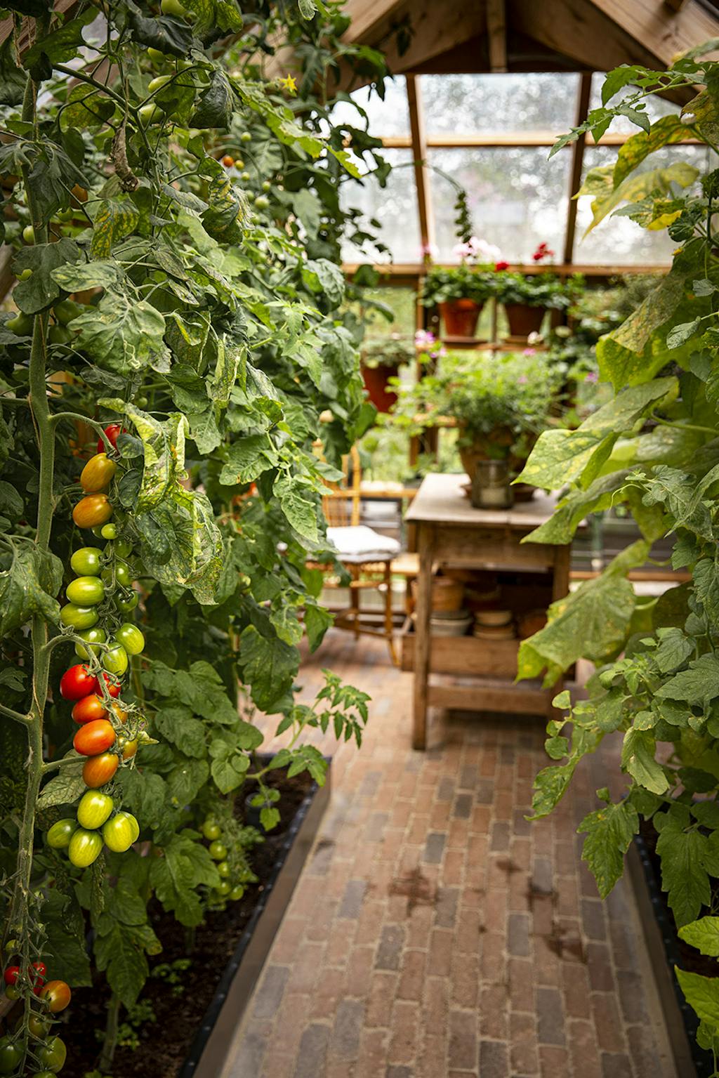 Tomatsorten 'Olivade'