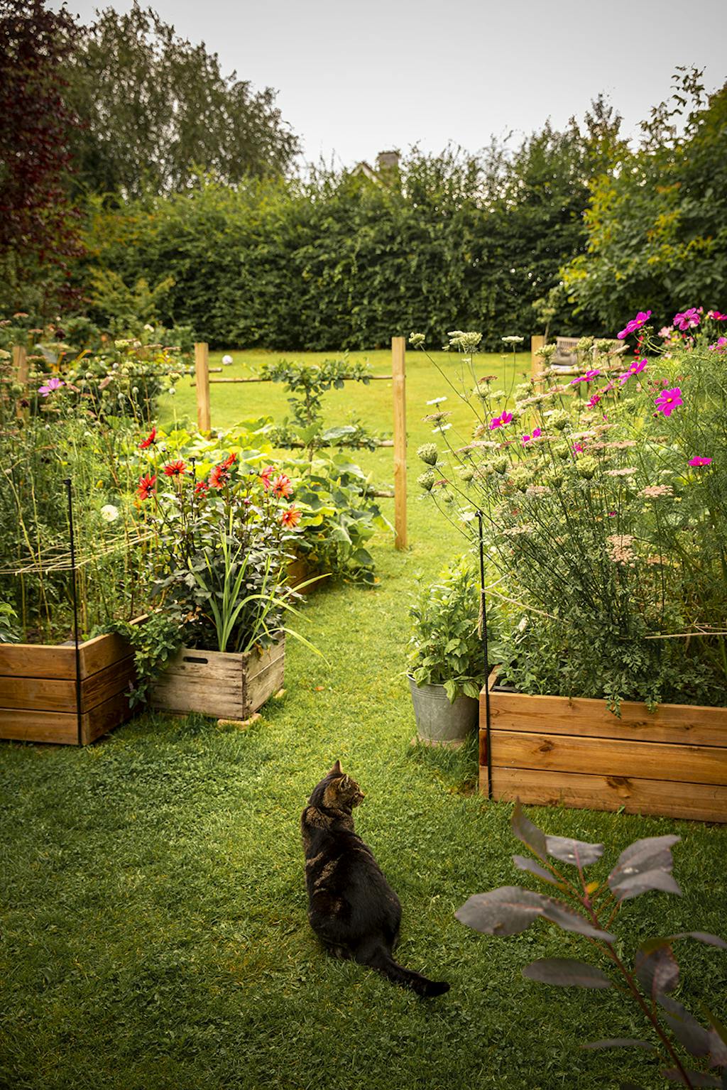 Store højbede af lærketræ