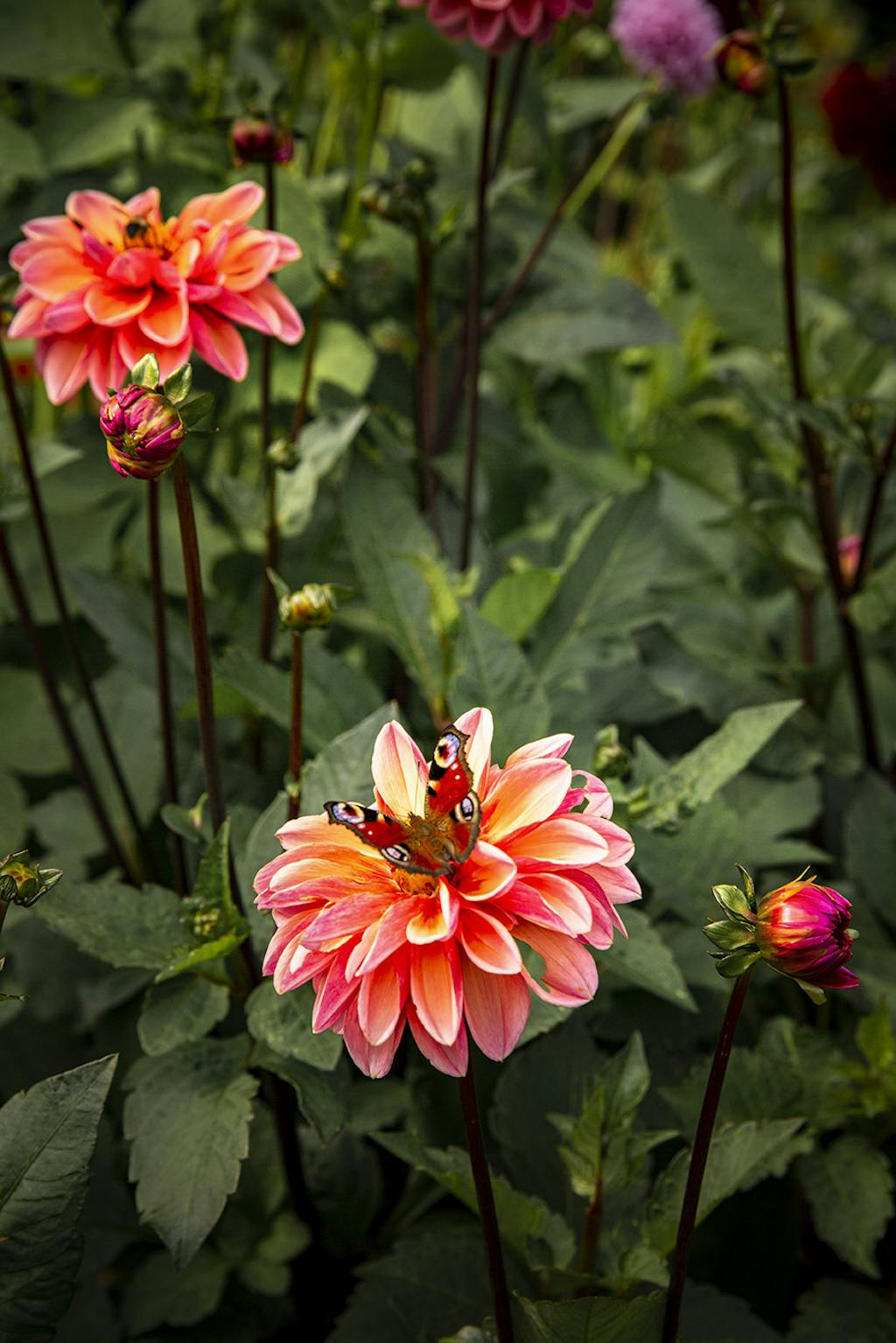 Dahlia 'Great Silence'