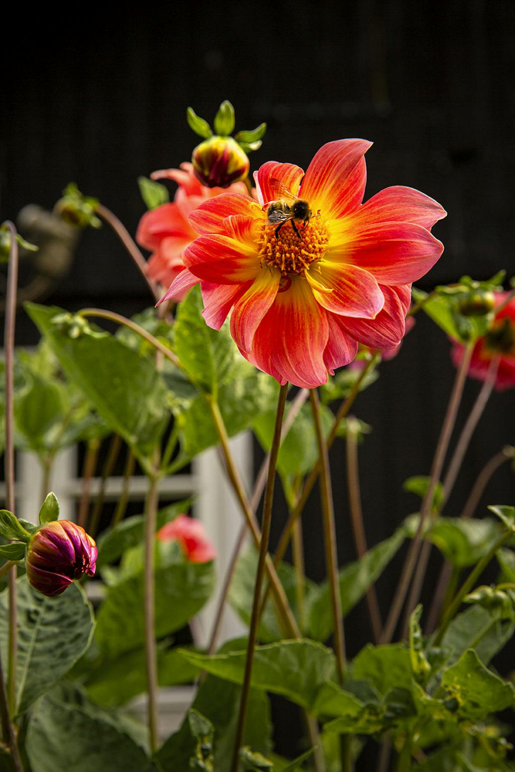Blomst der tiltrækker bier og andre insekter