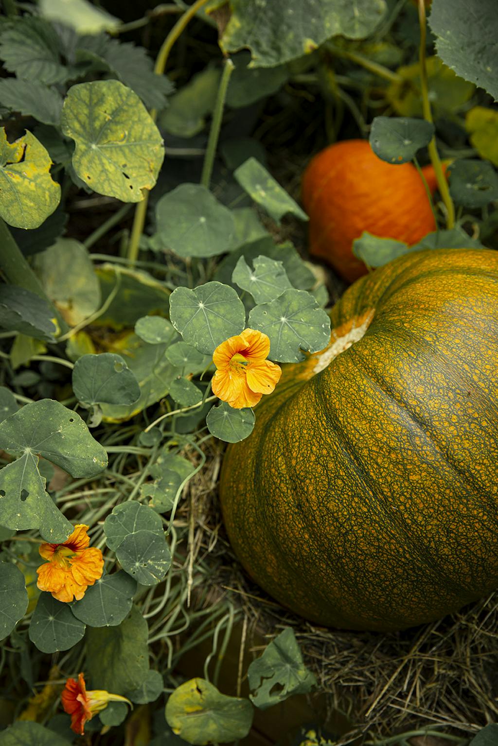 Kæmpegræskar af sorten ‘Tom Fox’ og madgræskaren ‘Red Kuri’