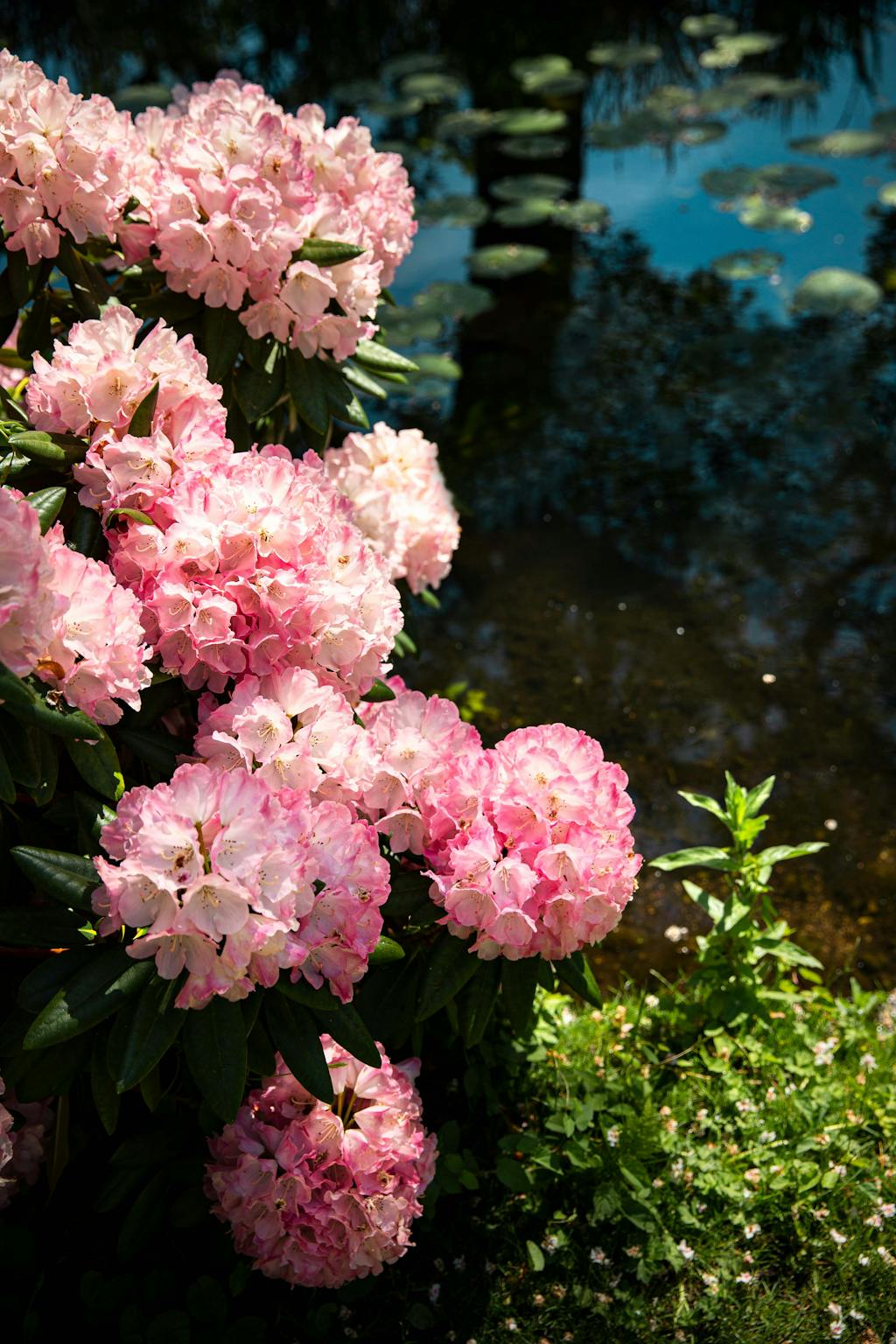 Lyserøde rhododendron