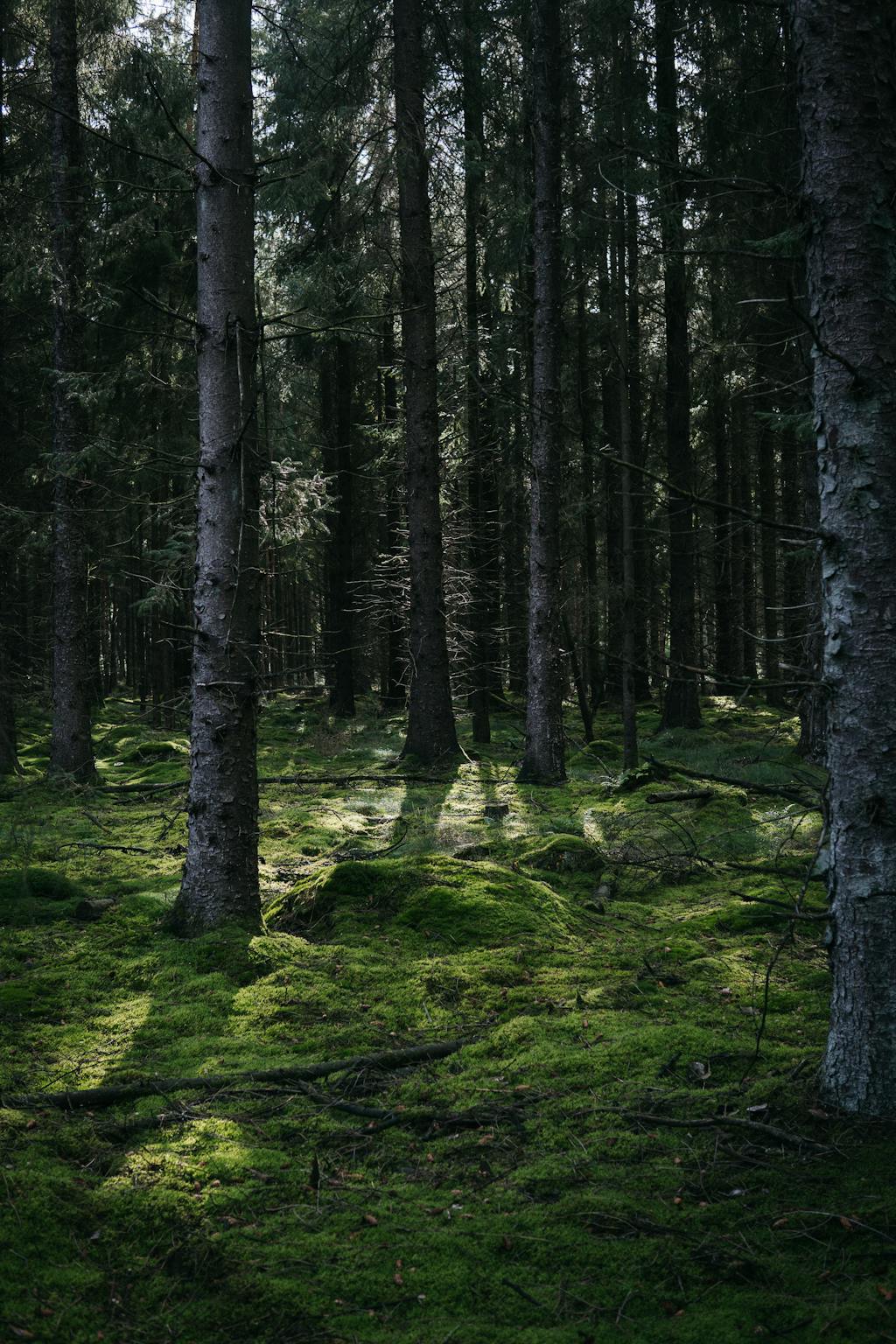 Vakantiehuis Drenthe