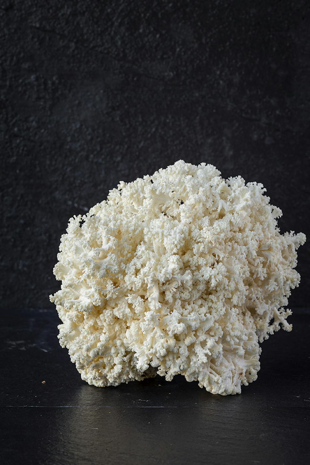 Svampe dyrket hos Funga Farm