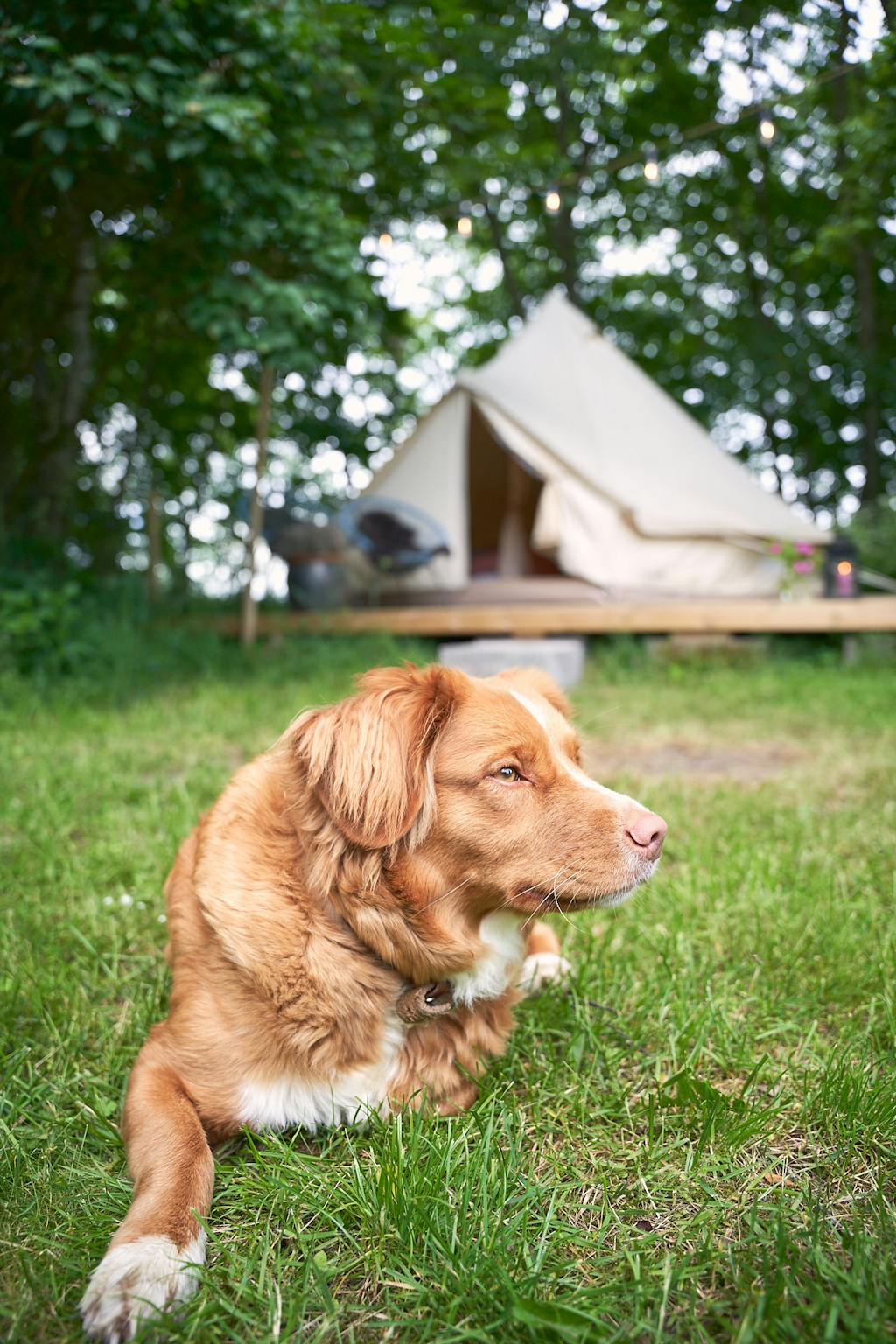 Glamping på Bollegård