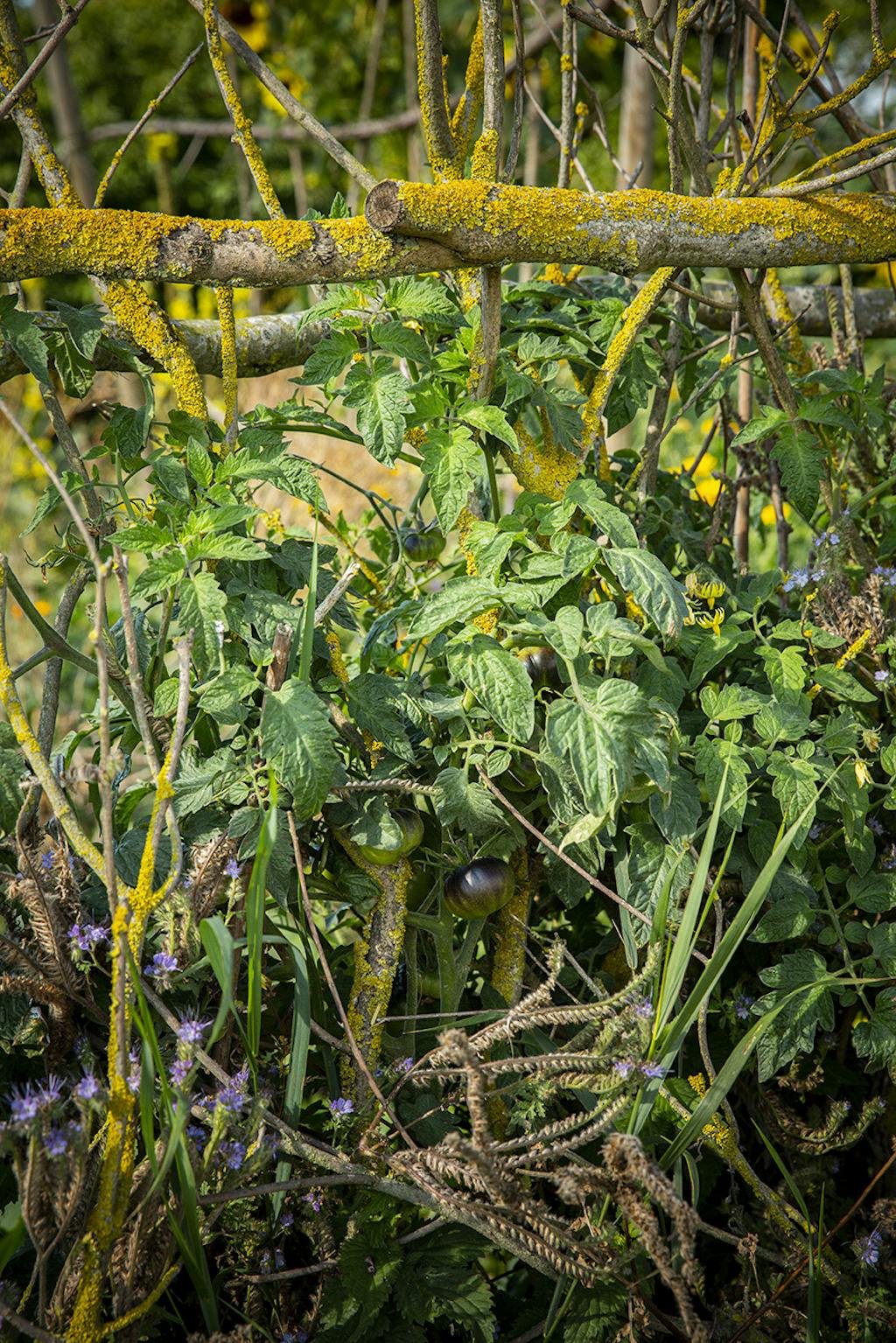 hannus have på langeland