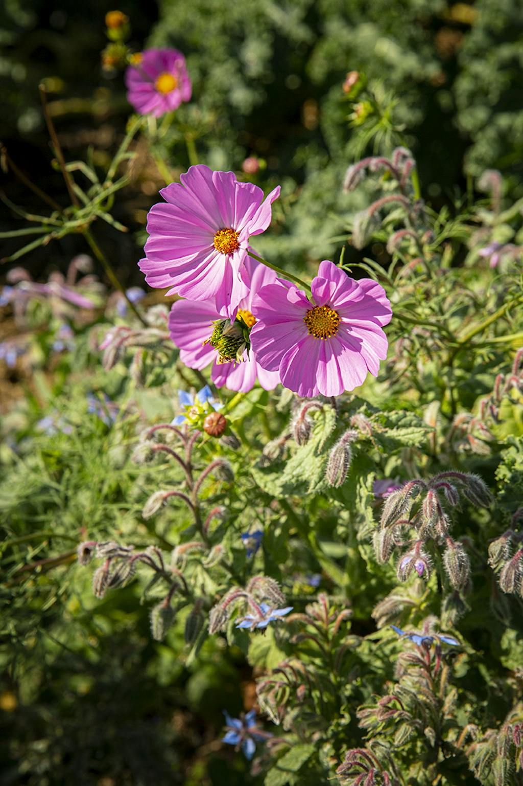 hannus have på langeland