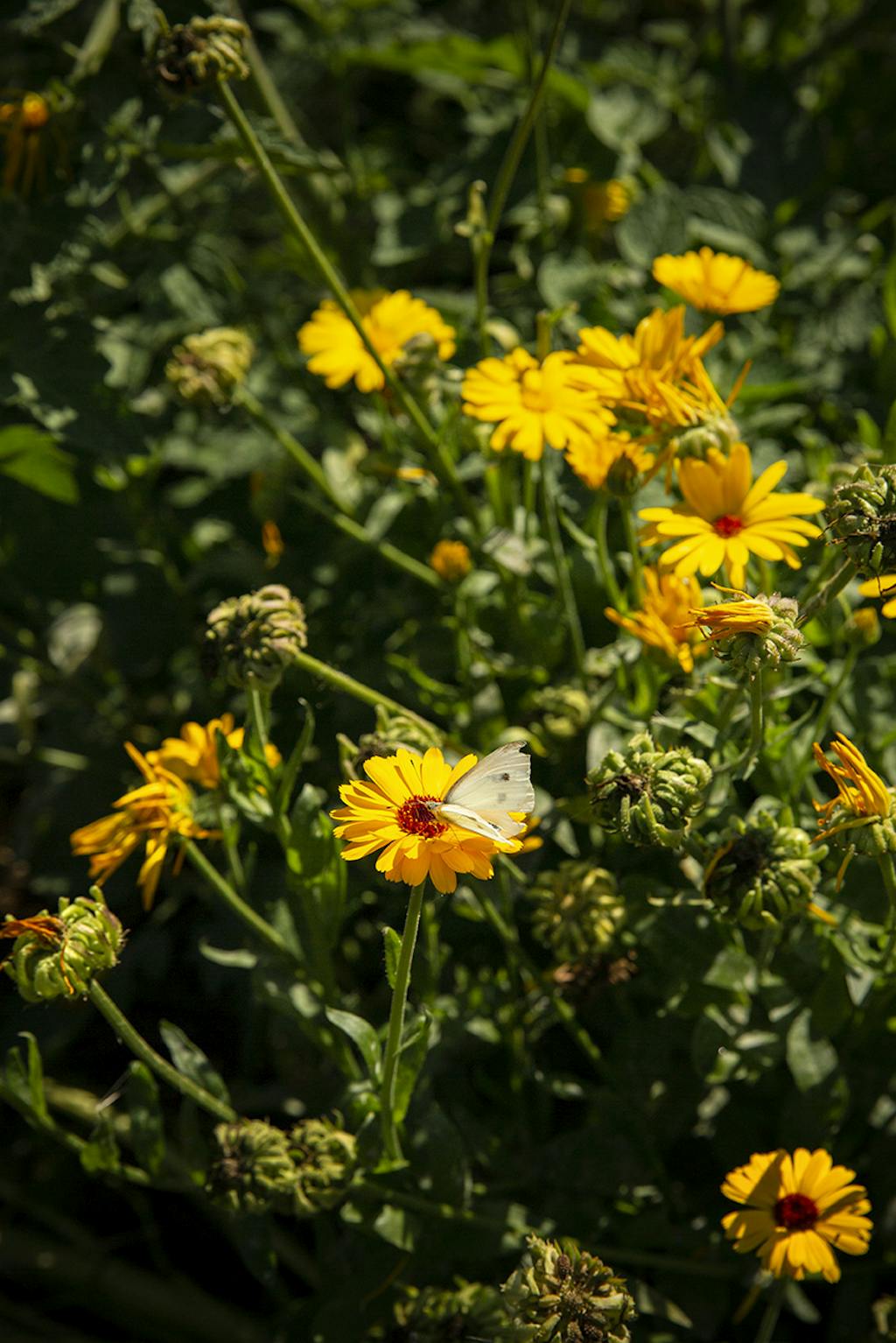 hannus have på langeland