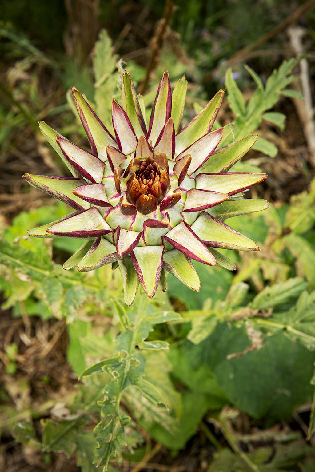 hannus have på langeland