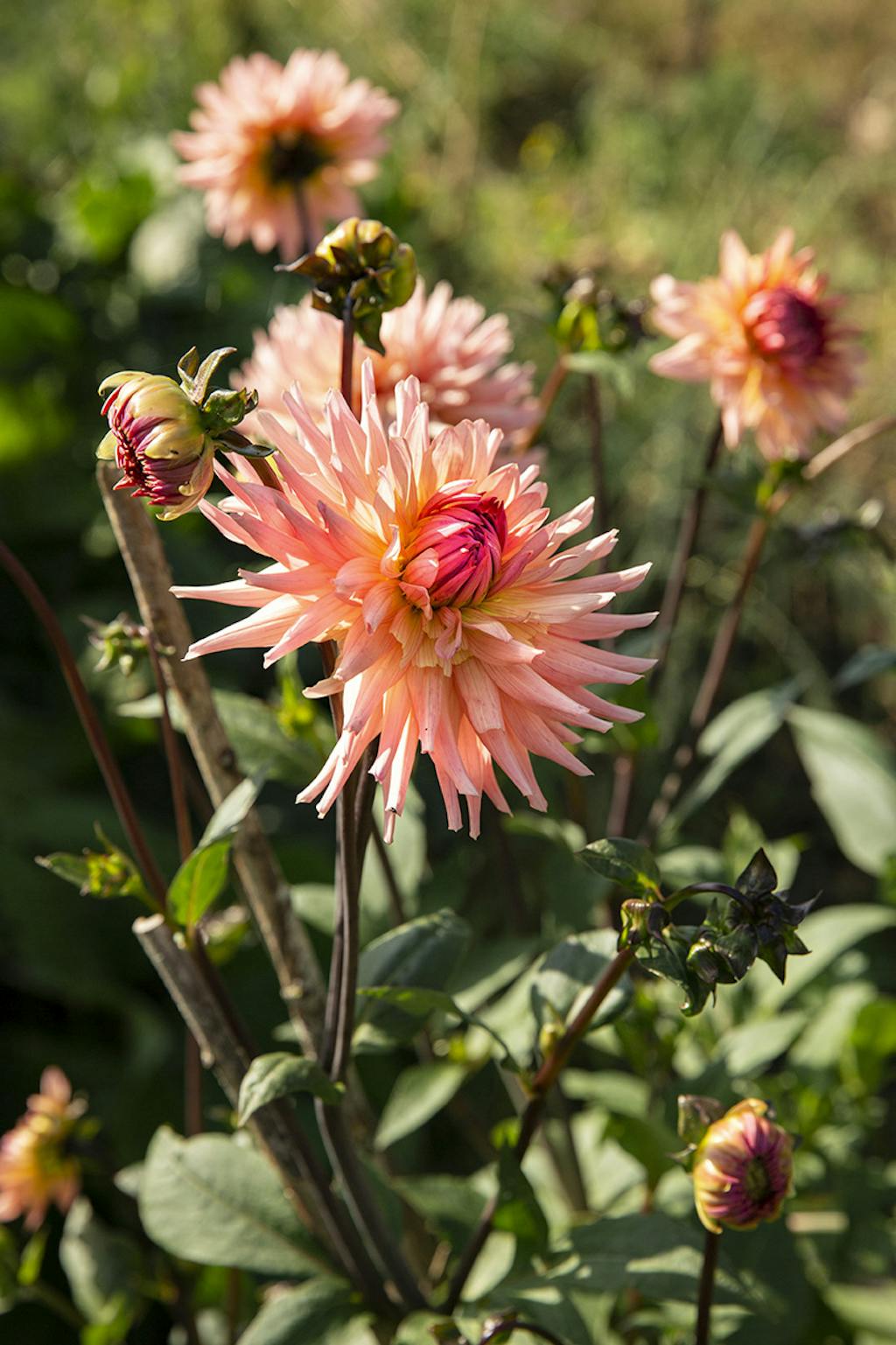 hannus have på langeland