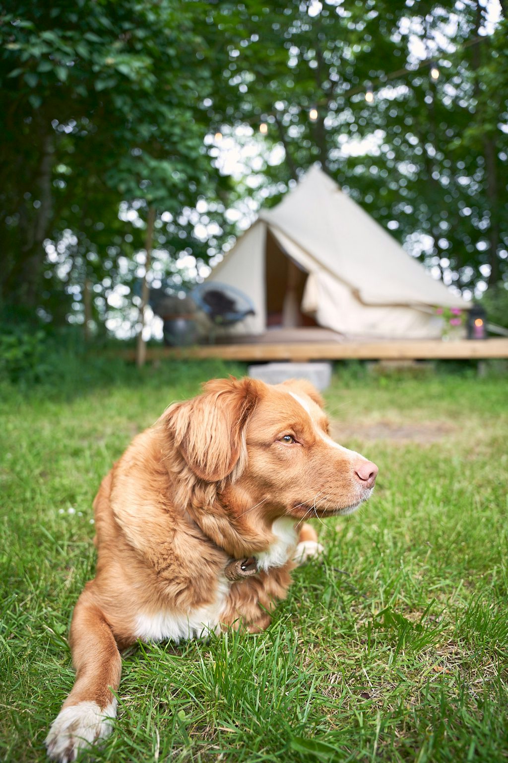glamping_0027_chris1million1 Hunden Sif