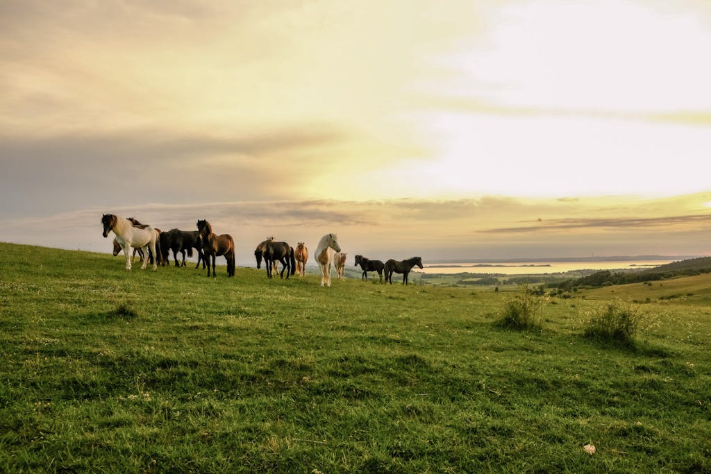 Islandske heste Islandske heste