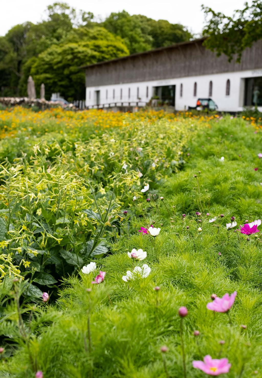 Den Grønne Verdens køkkenhave på Lolland