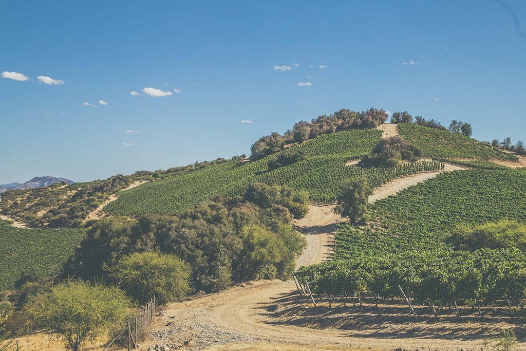 Montgras Colchagua Vineyards