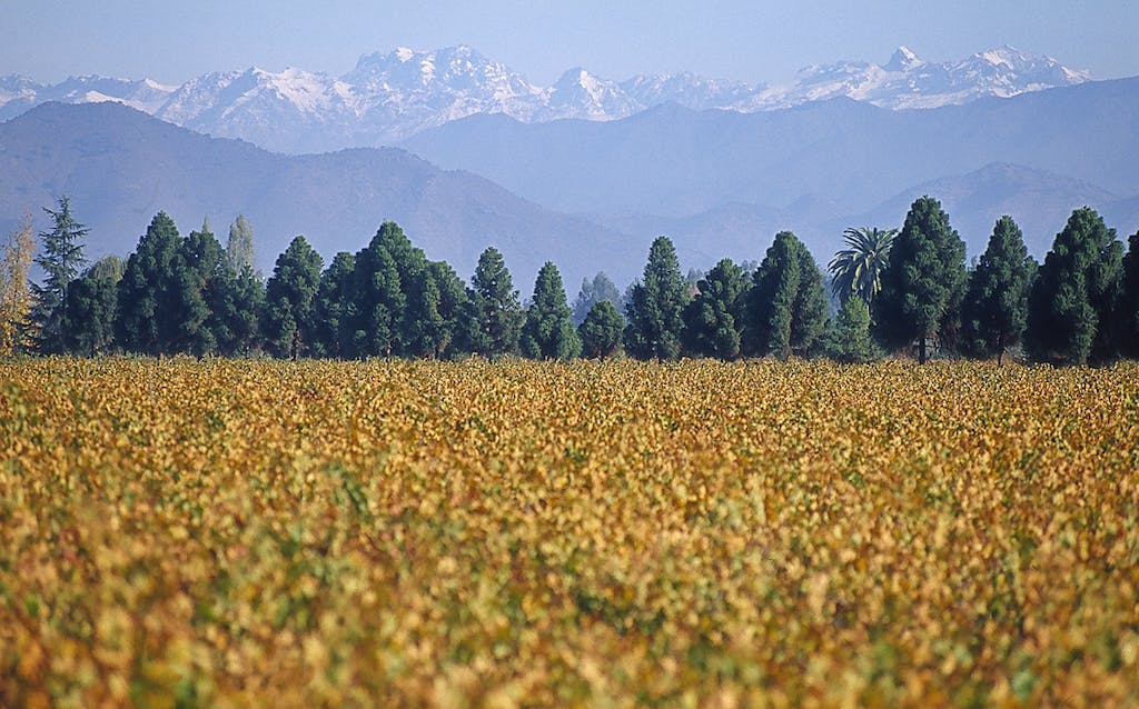 Montgras Intriga Vineyards