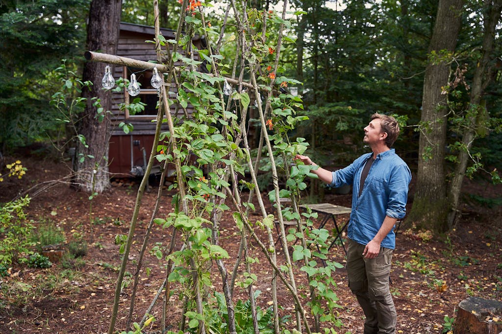 Anders høster bønner i sin køkkenhave
