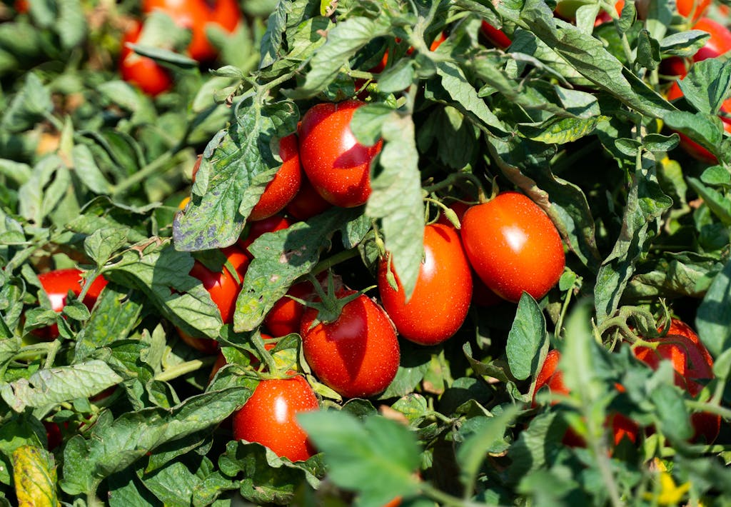 Friske tomater Friske tomater