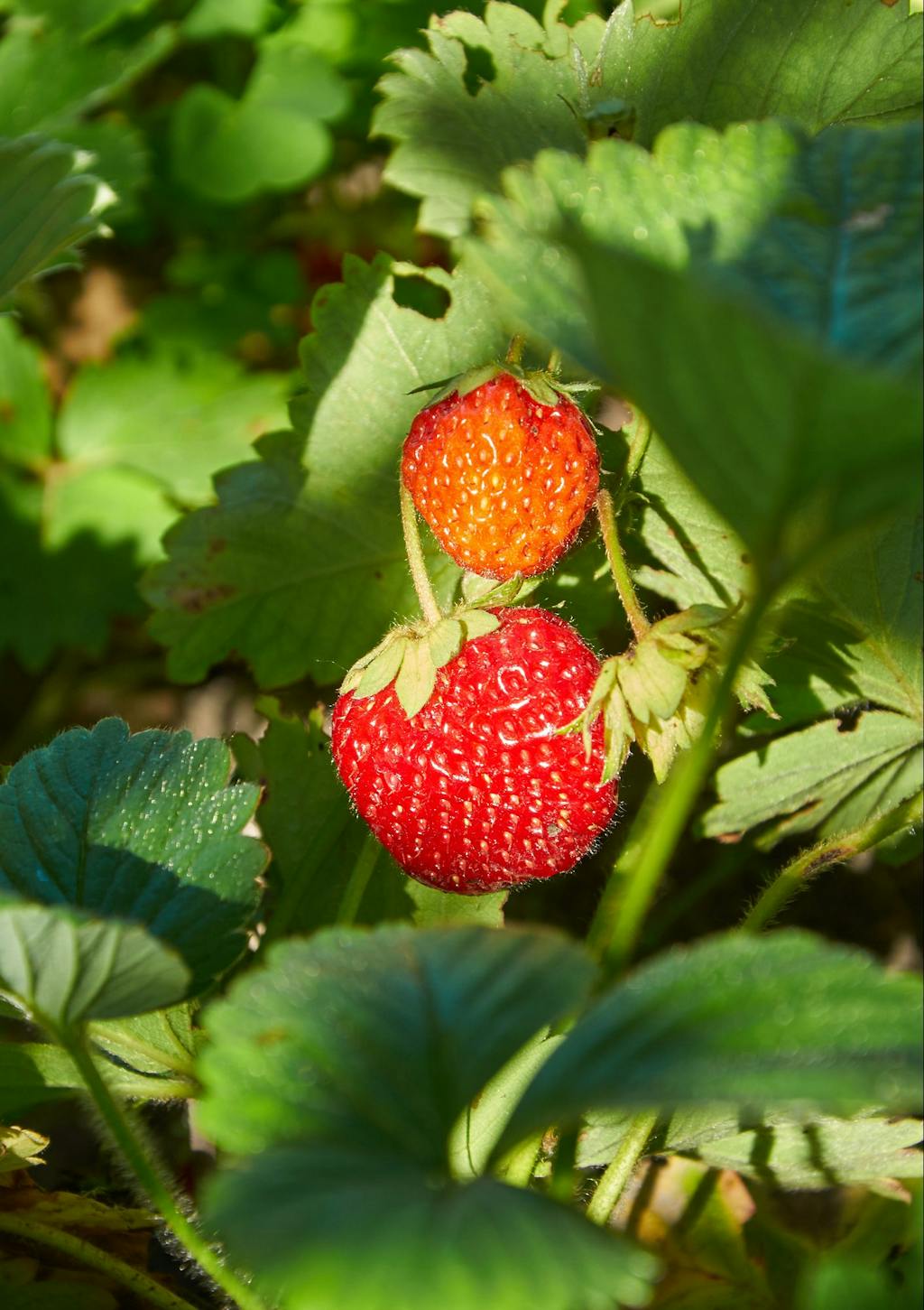Hold fuglene fra jordbær
